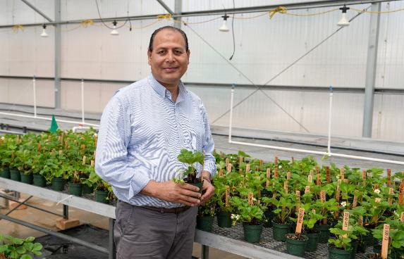 Dr. Fahiem El Borai standing in a greenhouse, holding a potted strawberry plant, surrounded by rows of labeled strawberry seedlings.