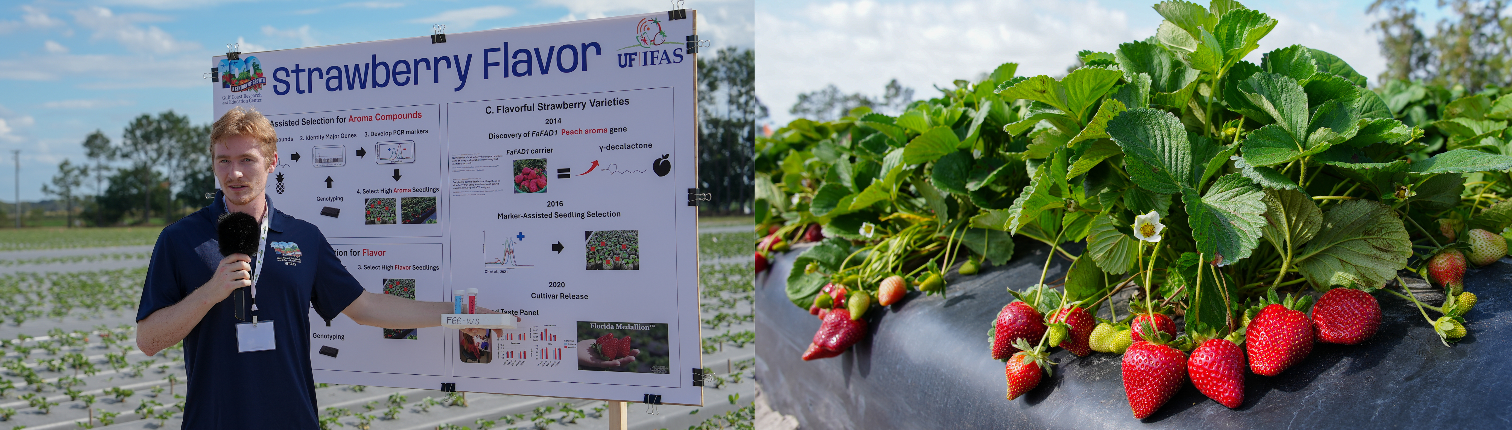 2 picture collage: Student standing in field with research poster on strawberry flavor and a picture of a strawberry plant with lots of ripe red fruit on a raised bed