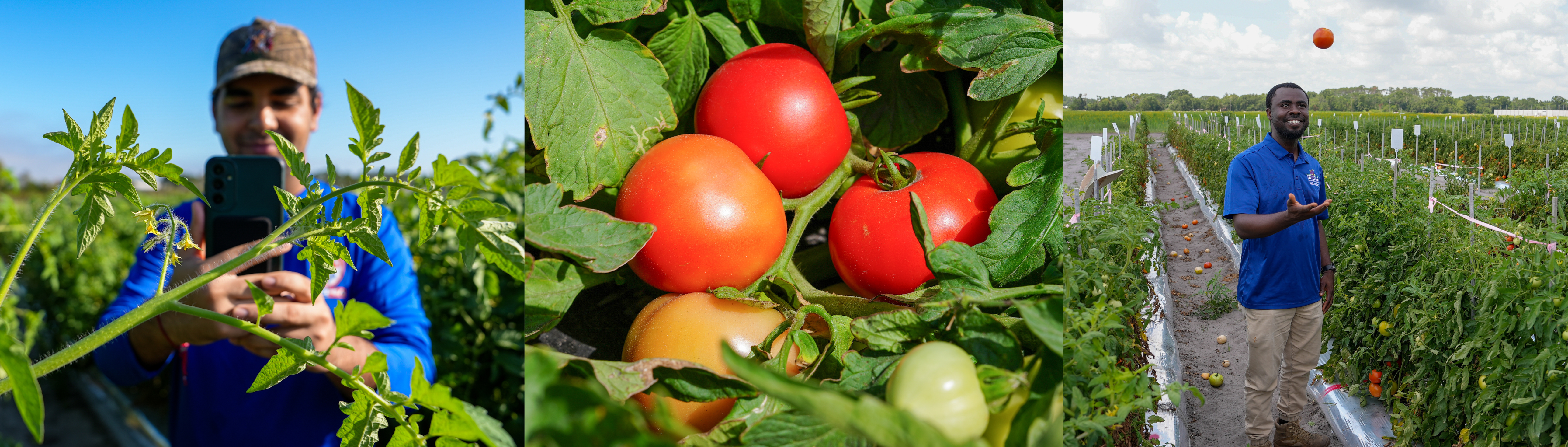 A collage showing tomato research in the field: On the left, a researcher photographs tomato plants with a smartphone among green foliage; in the center, clusters of ripe and ripening tomatoes grow on the vine; and on the right, another researcher stands in a tomato field smiling while tossing a tomato into the air, with rows of plants stretching into the background.