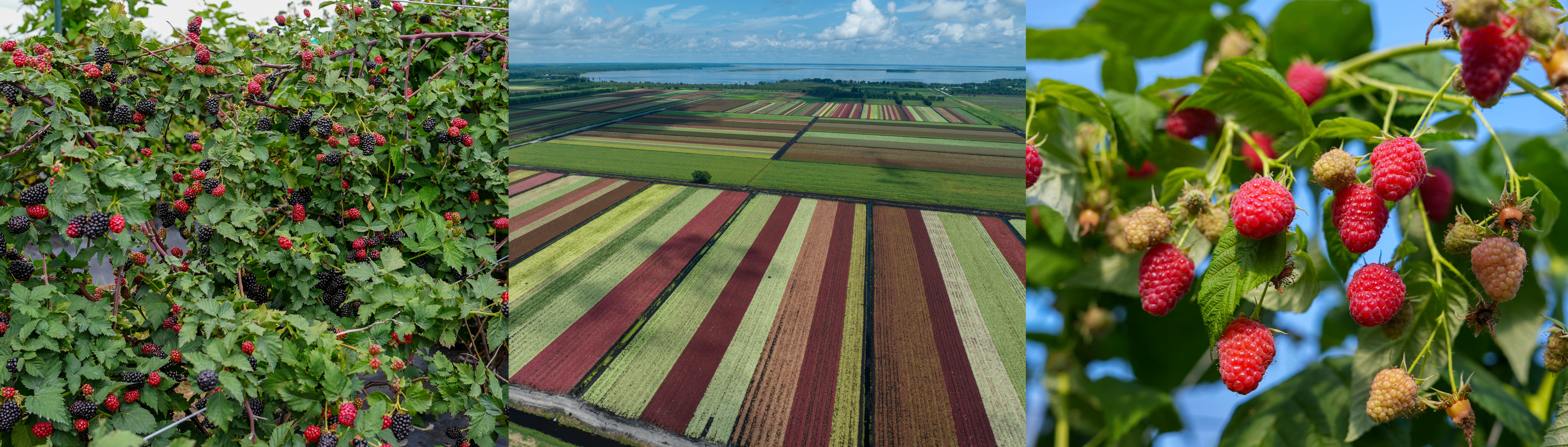 A three-panel collage highlighting specialty crop production: On the left, blackberry plants grow on trellises with clusters of ripe and unripe berries; in the center, an aerial view shows a large caladium field planted in long colorful rows representing different varieties; and on the right, raspberry plants with bright red ripe berries and pale unripe berries hang from leafy branches against a b