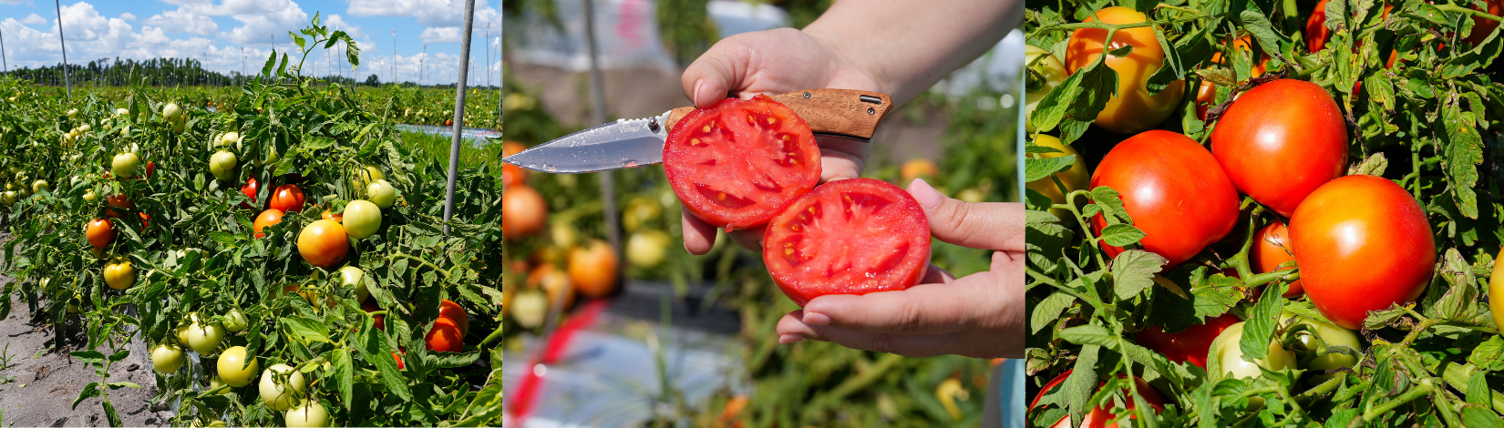 Rows of tomato plants in a field with green and red fruit, a person holding a freshly sliced ripe tomato, and close-up clusters of red tomatoes on the vine.
